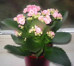Pot flower from my friends in 'Save the Children'