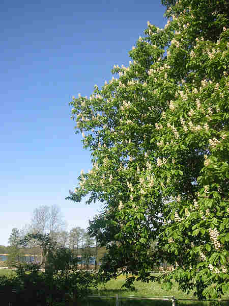 horse chestnut