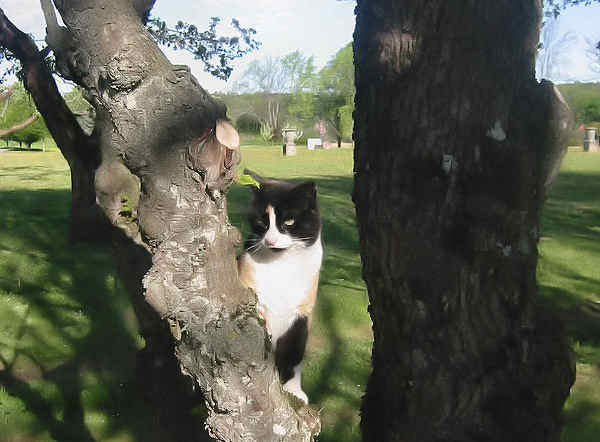 climbing cat