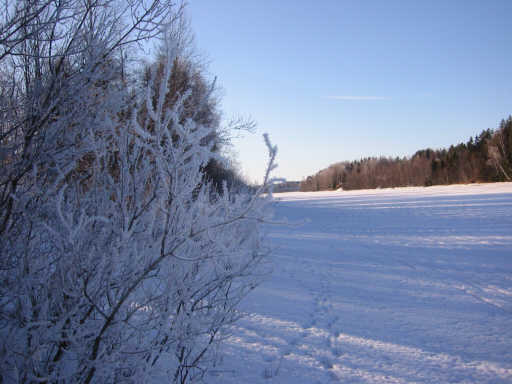 030228 - frosty twigs