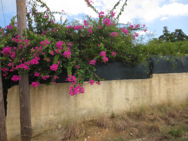 bougainvillea