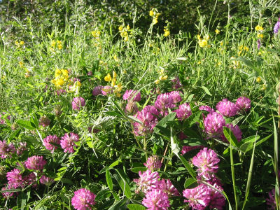 Red Clover and Meadow Vetchling