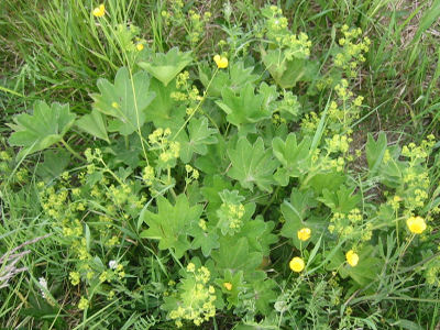 Lady's Mantle and Tormentil