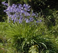 bluebells from Bioimages