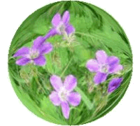 Midsummer flower Geranium sylvaticum